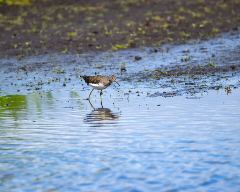 Etude de faisabilité pour la réalisation d’une nouvelle zone humide (2019) | IPECO