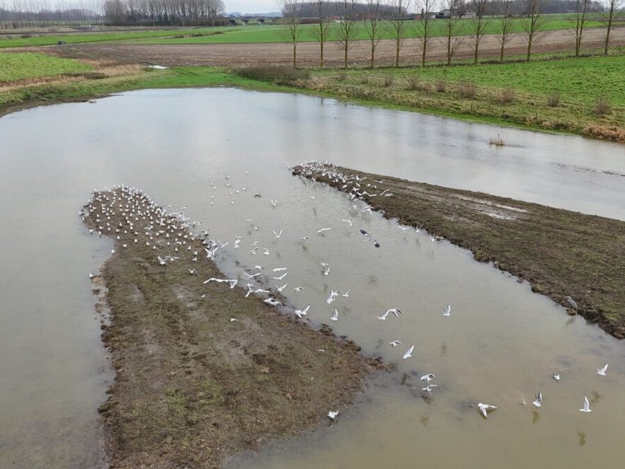 Zone humide mare écologique